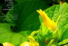 华为Mate9照相实力大揭秘（华为Mate9的摄像功能给你带来的惊喜和乐趣）