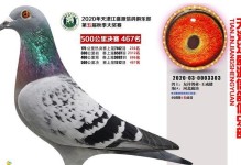 龙鑫电脑电源500的性能与质量评测（一款性价比高的电脑电源选择）