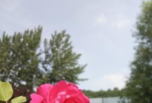 360N4手机拍照的卓越表现（探索高清细节，畅享摄影乐趣）